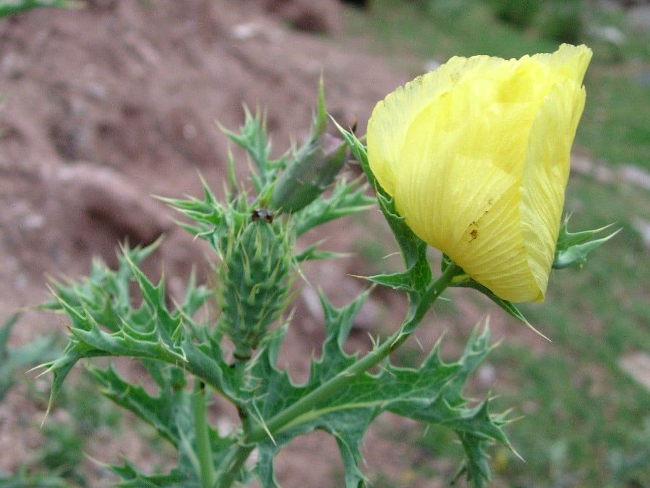 Argemone mexická 29