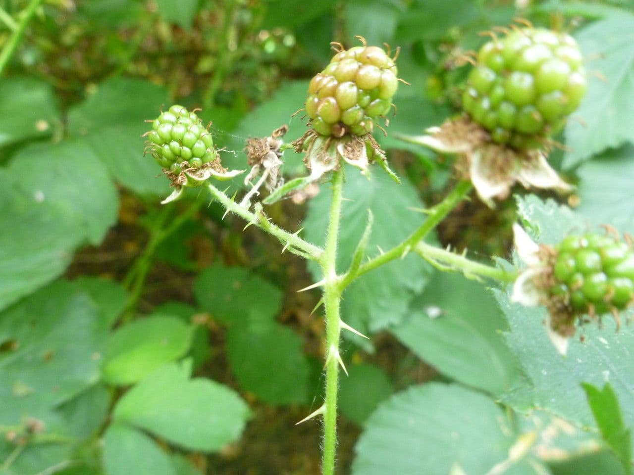 Long-prickled bramble