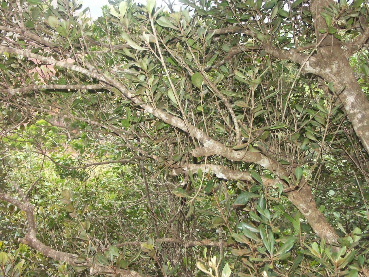 Breitblättrige Planchonella