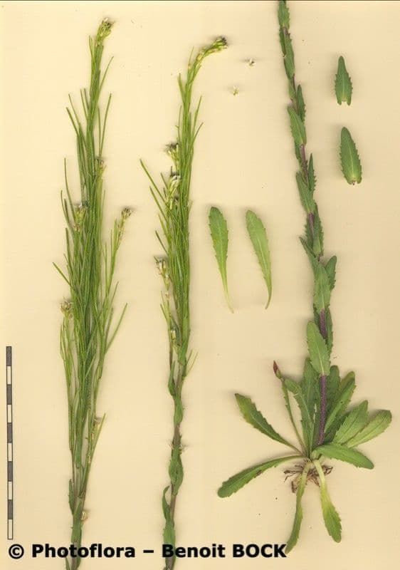 Arabide a silique piatte 19