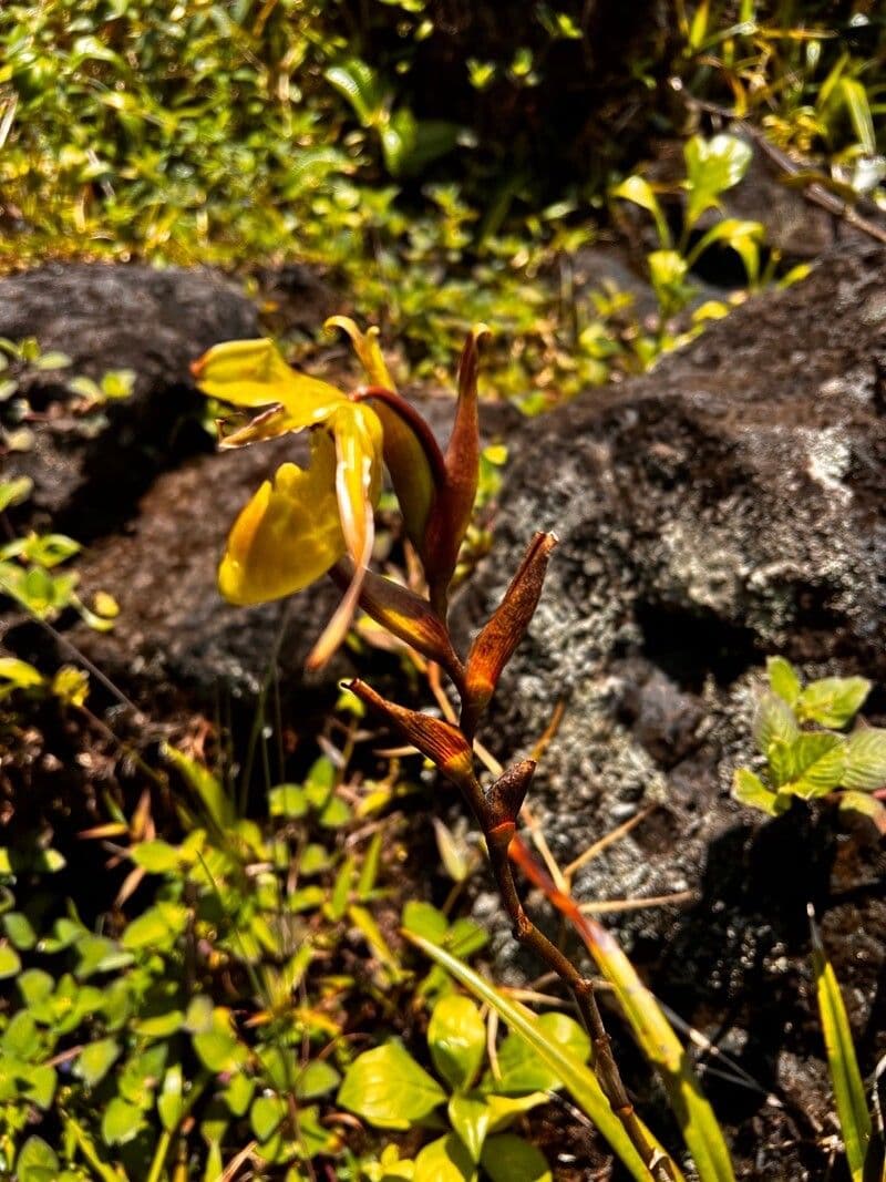 Dendrobium 6