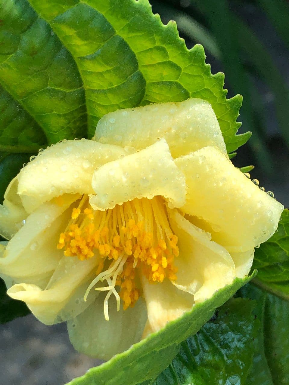 Camelia 8