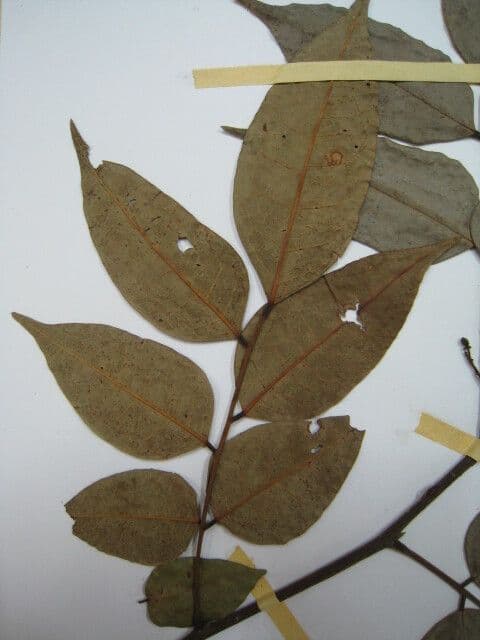 Dialium guianense 20