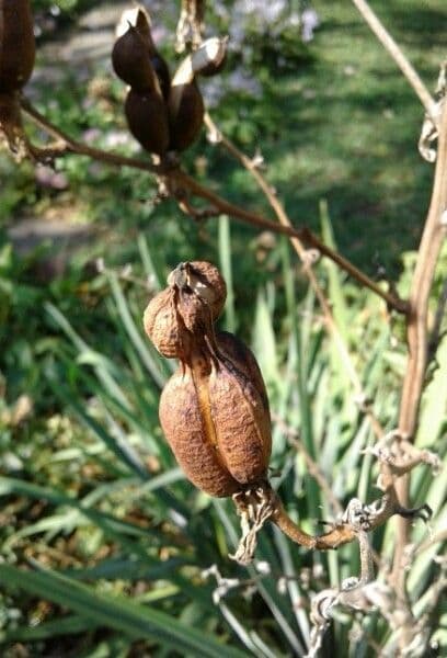 Fels-Yucca