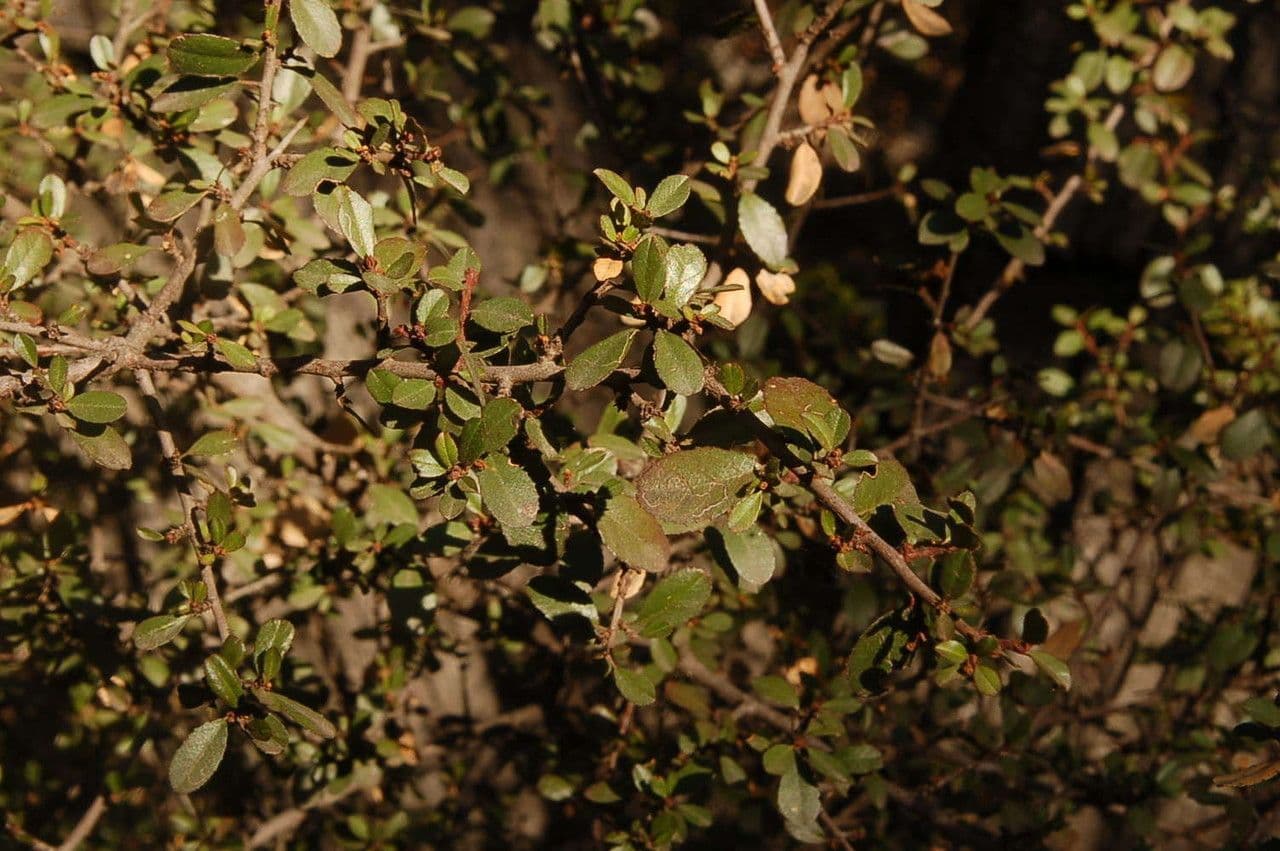 Spiny redberry 13