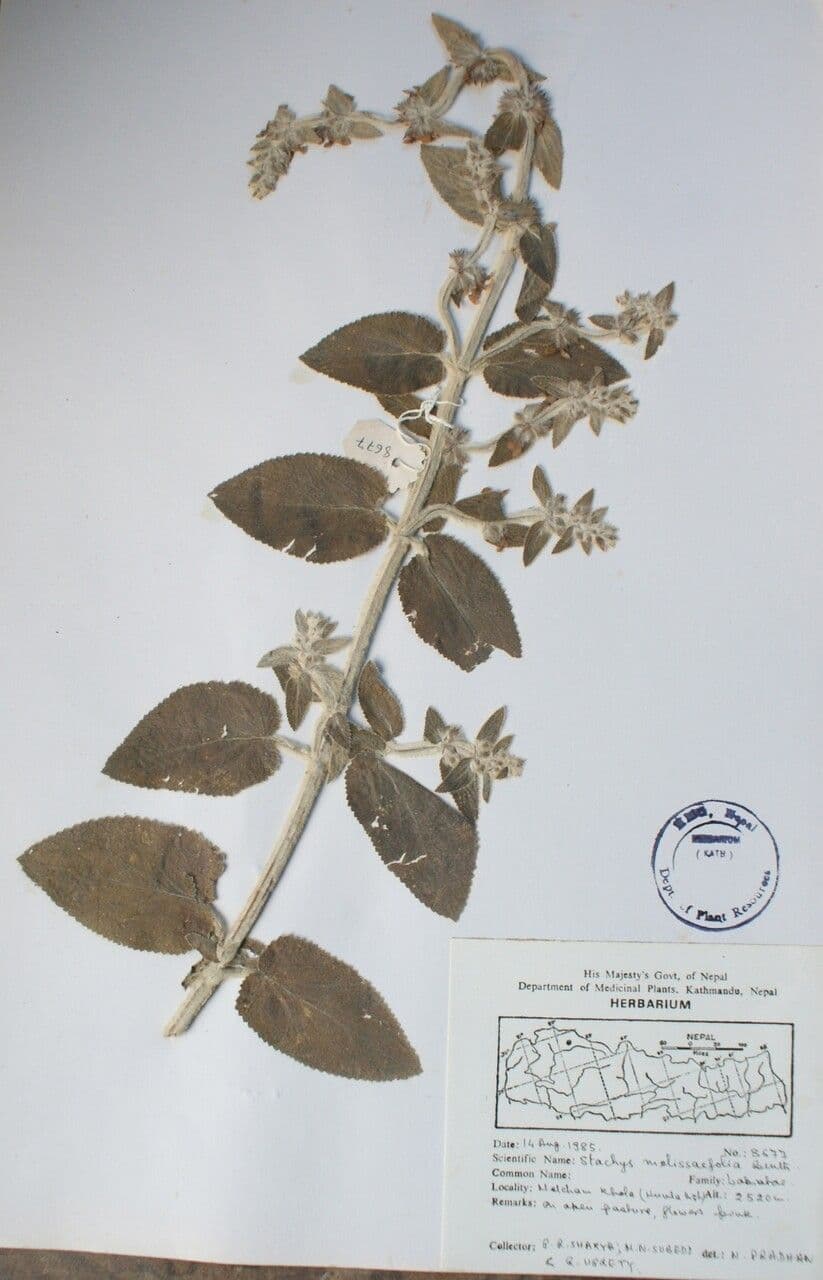 Leucas 4