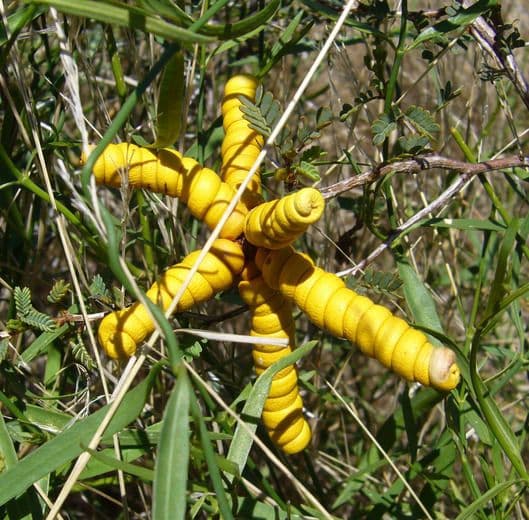 Kriechende Prosopis 4
