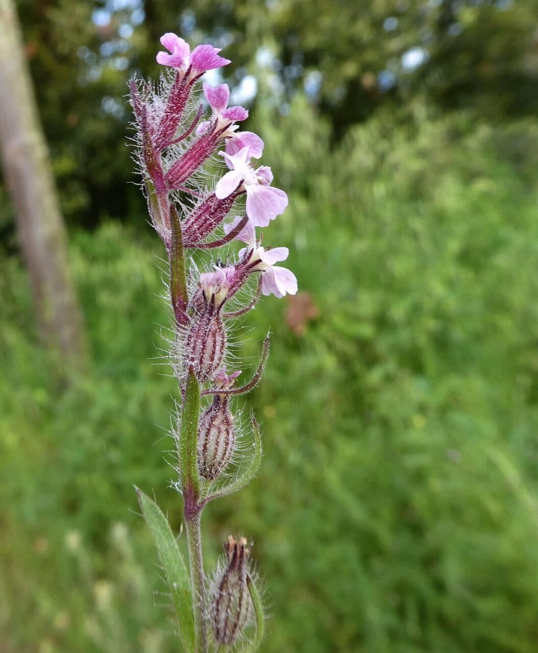 Silene gallica 24