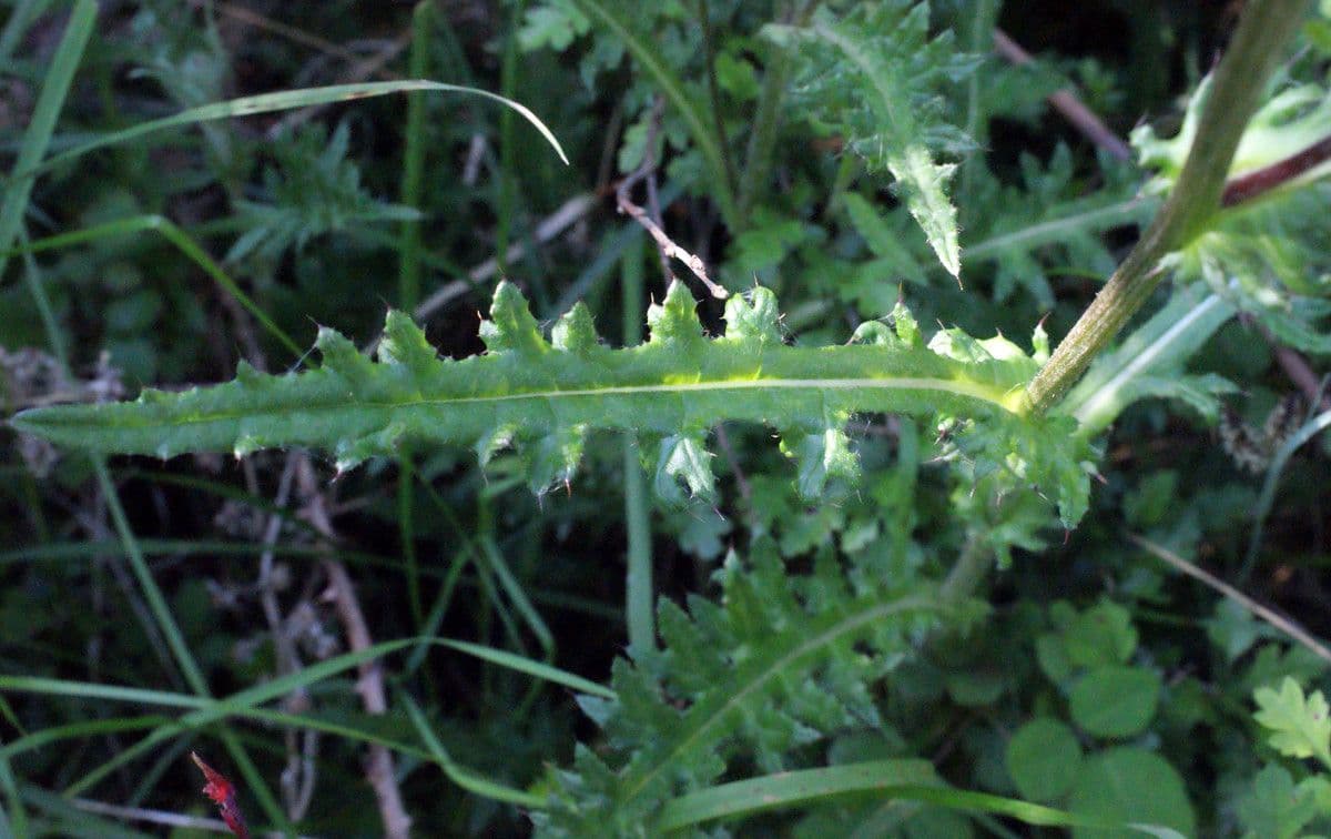 Cirsium filipendulum 13
