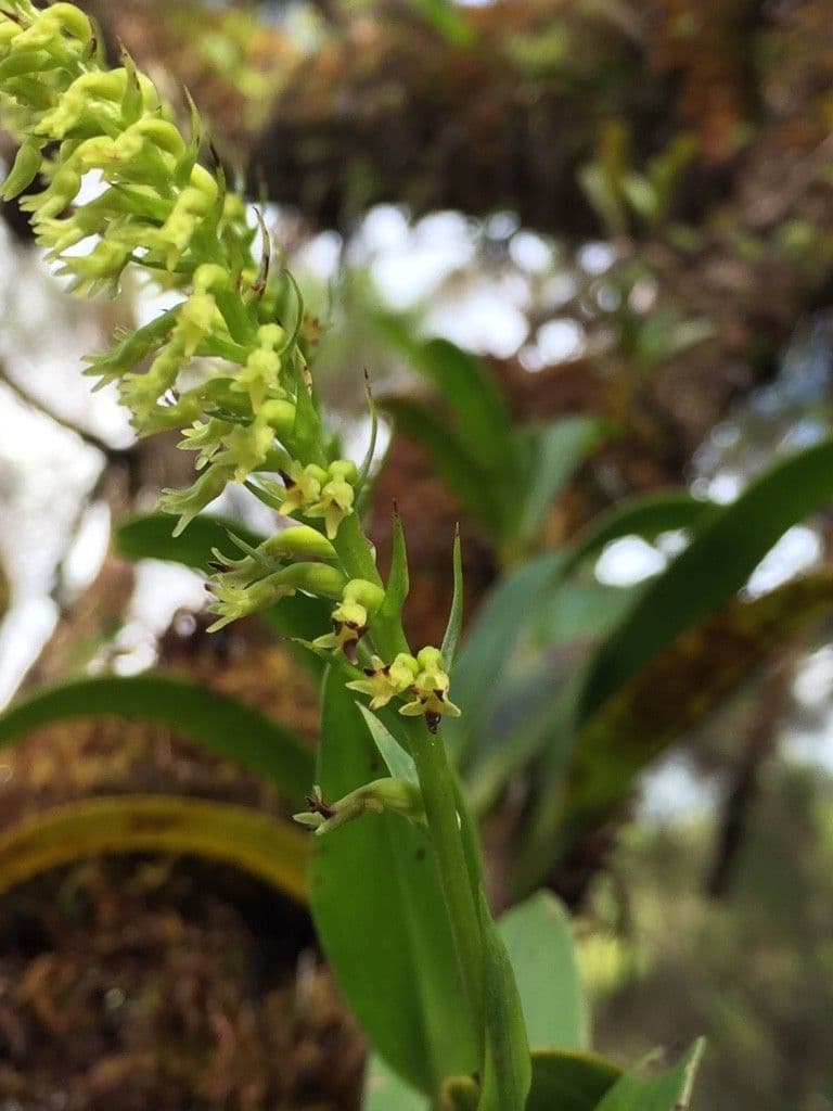 Benthamia 2