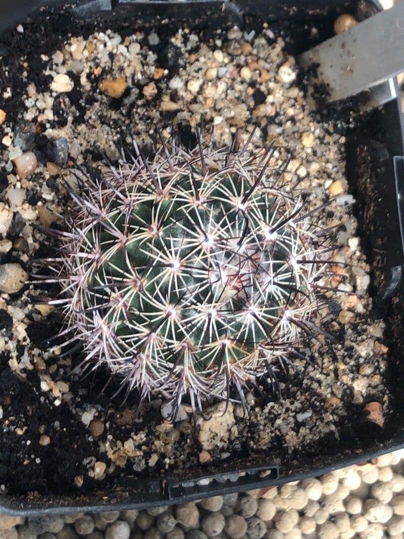 Coryphantha 3