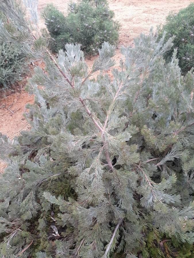 Adenanthos
