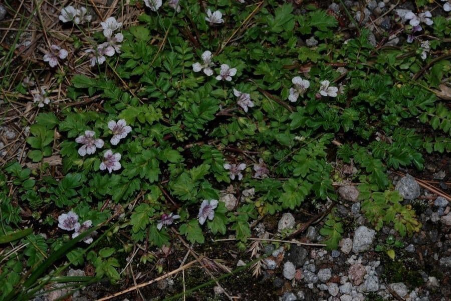 Phacelia bipinnatifida 10