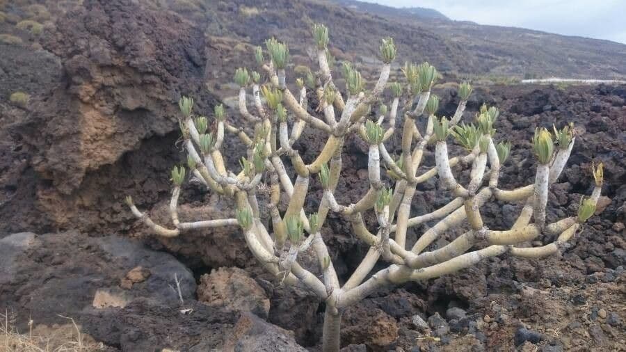 Kleinia 18