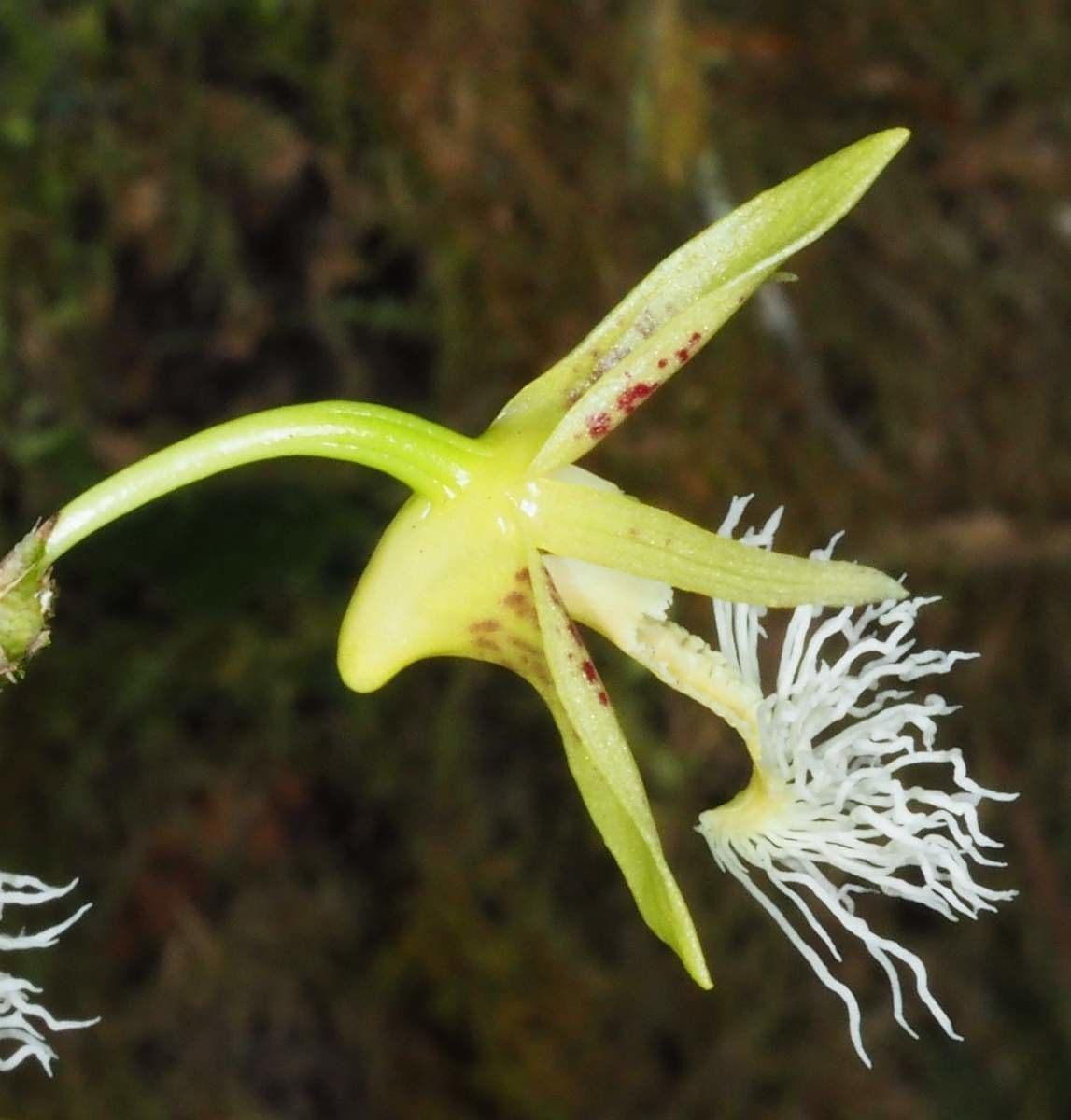 Dendrobium 6