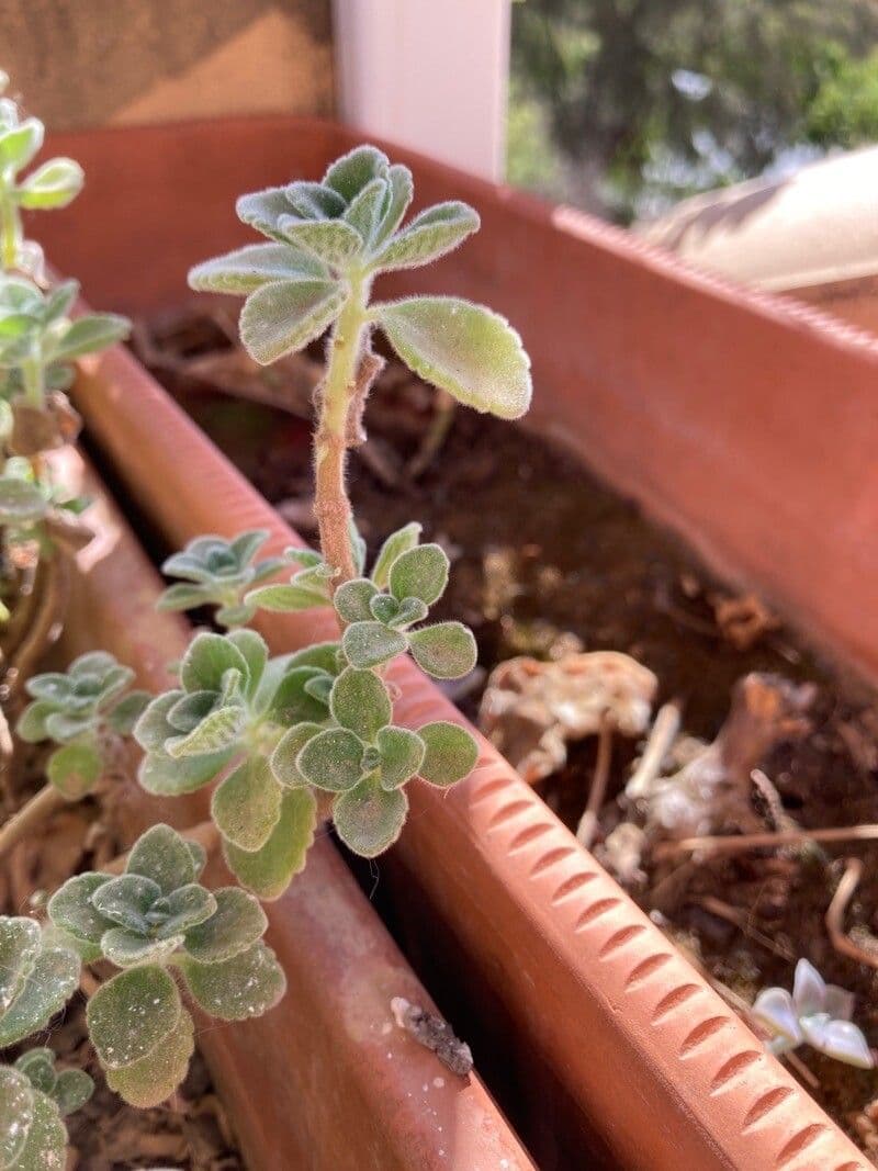 Plectranthus 17