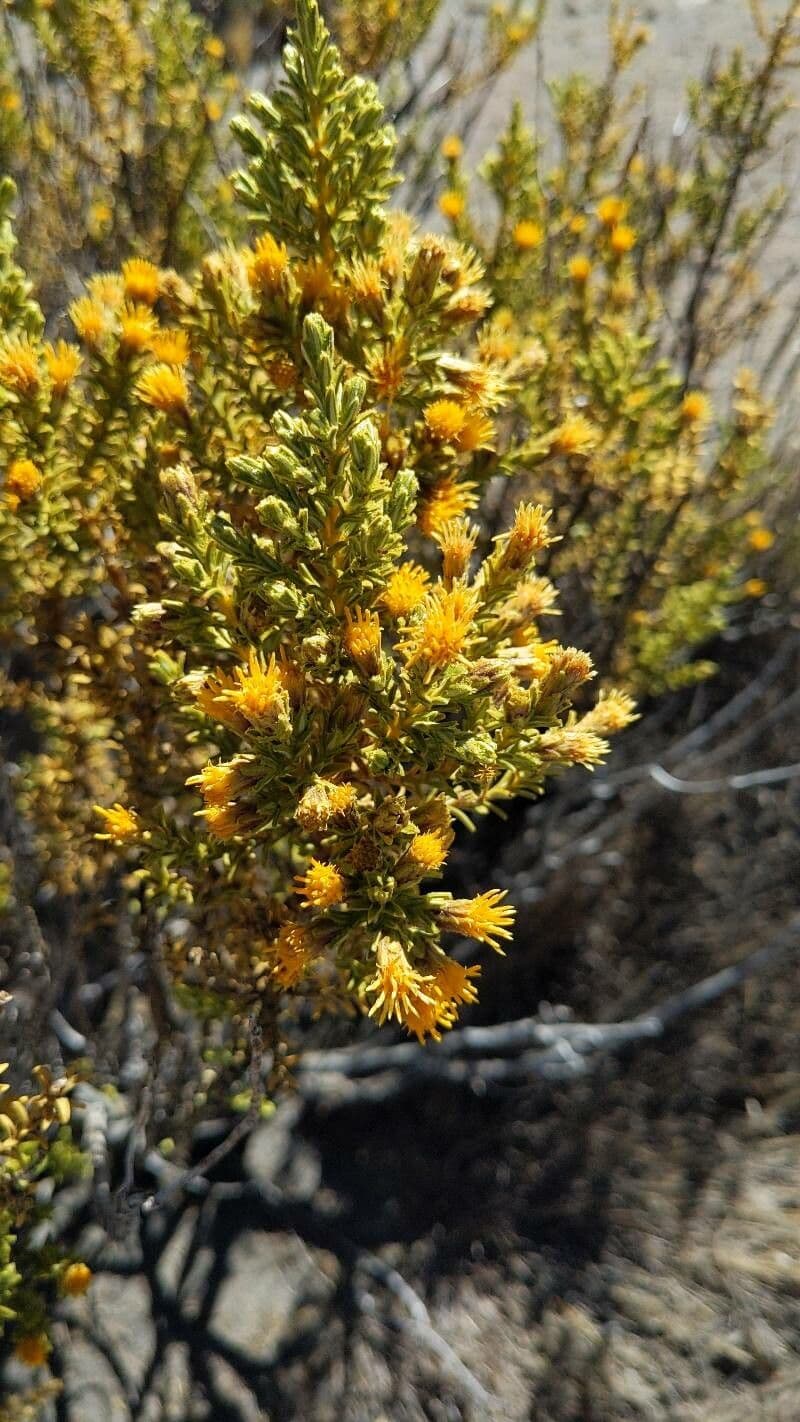 Parastrephia lucida