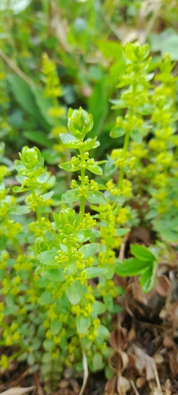 Crocettona glabra 7