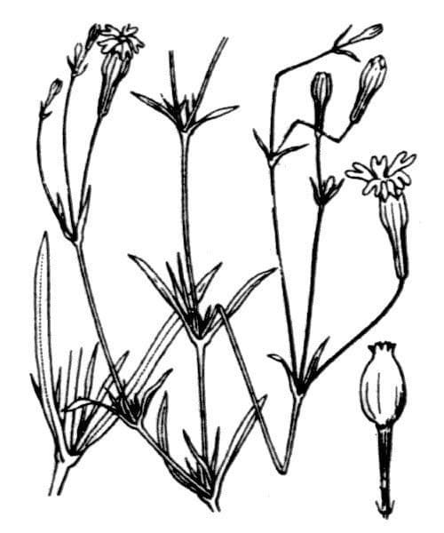 Silene portensis 20