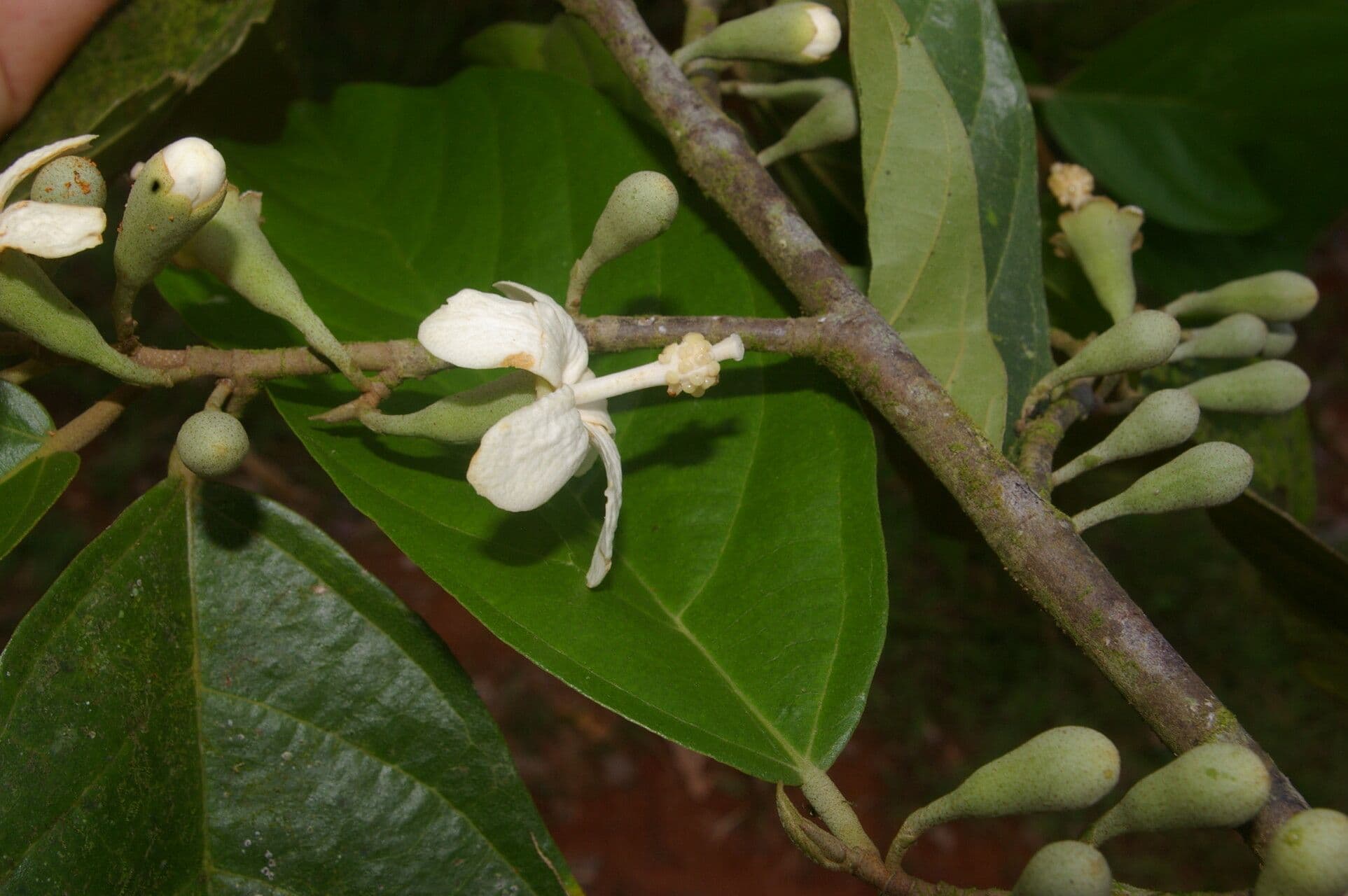 Quararibea 5