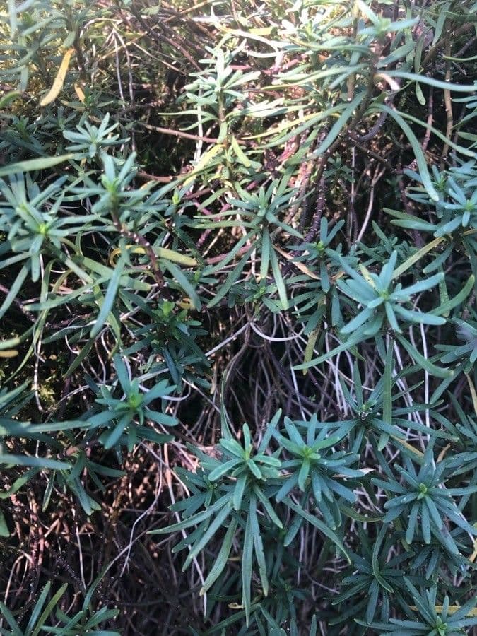 Iberis sempreverde 18