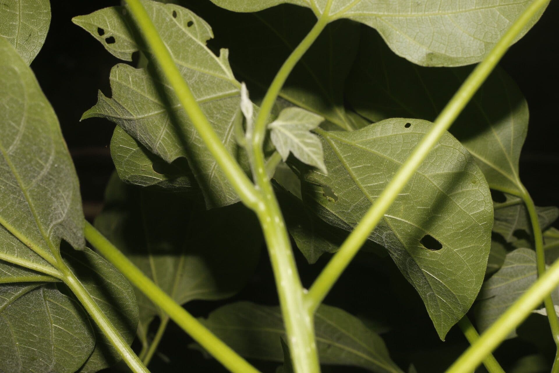 Gyrocarpus 8