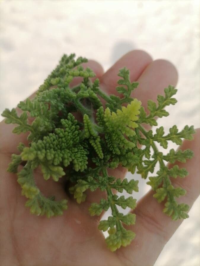 Ambrosia irsuta 5