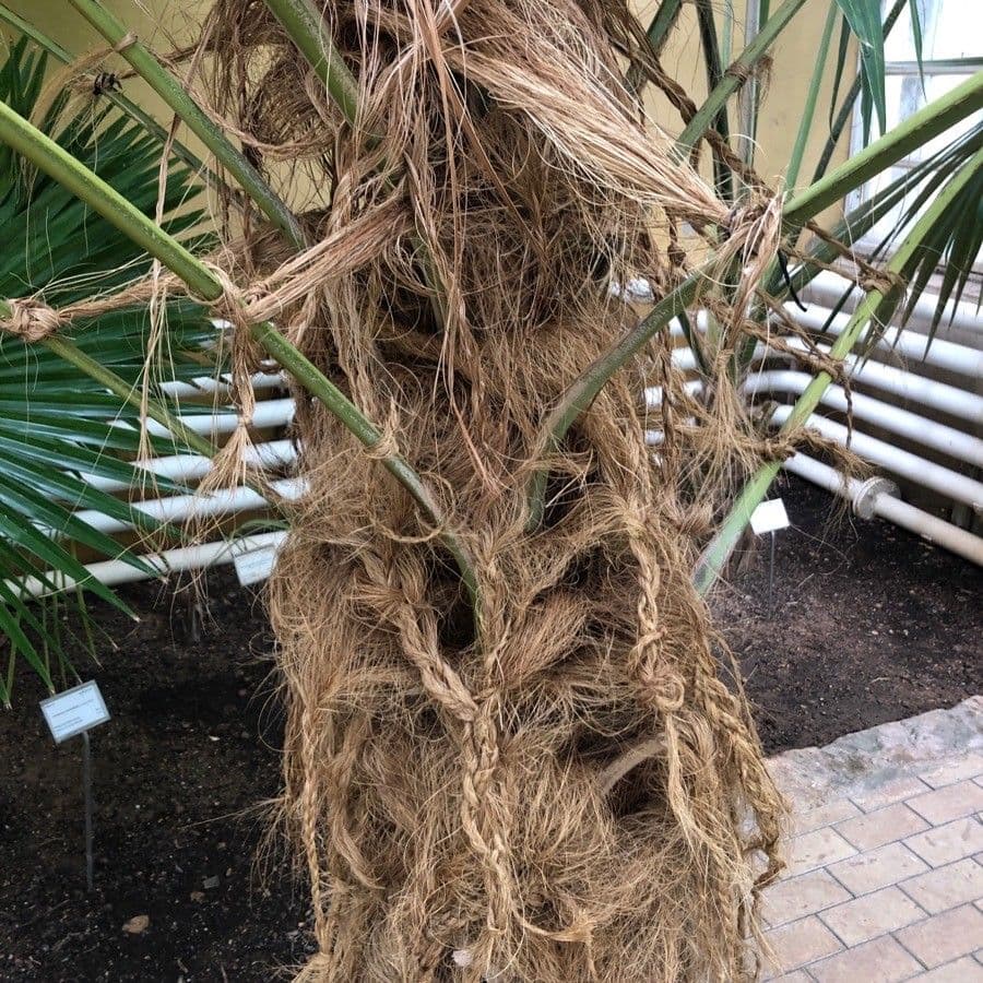 Coccothrinax 5