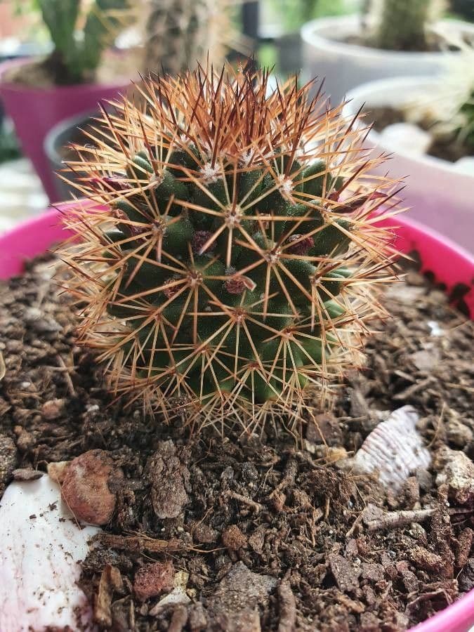 Cactus coussin de Backeberg 12