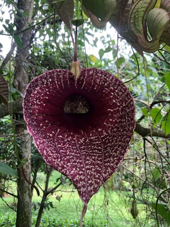 Fiore d'anatra 18
