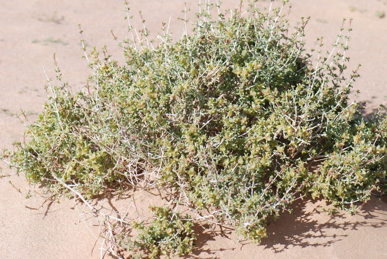 Nucularia 7