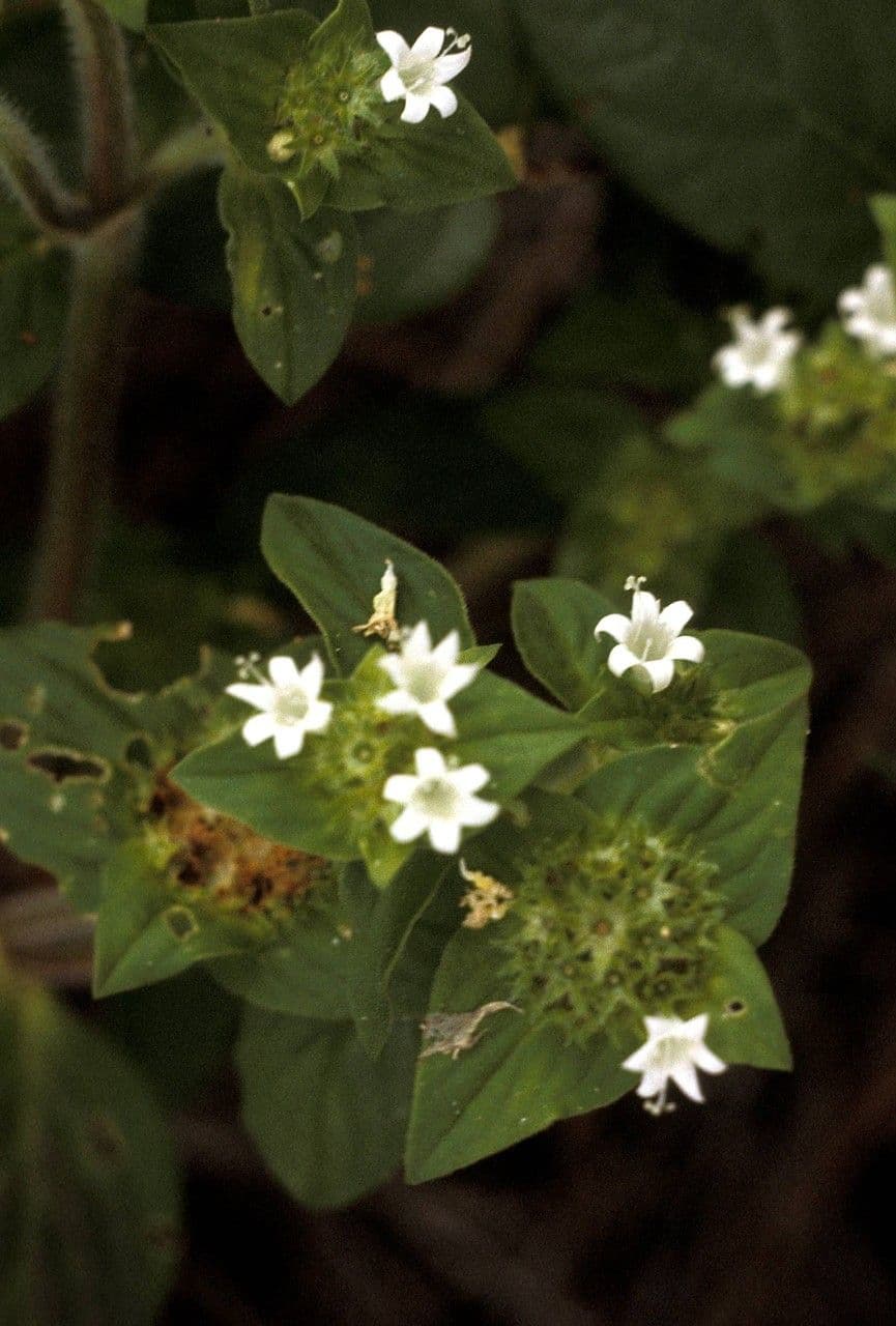 Richardia scabra 9