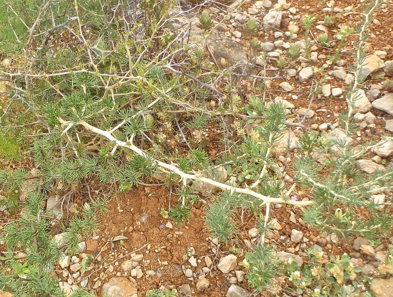 White asparagus 14