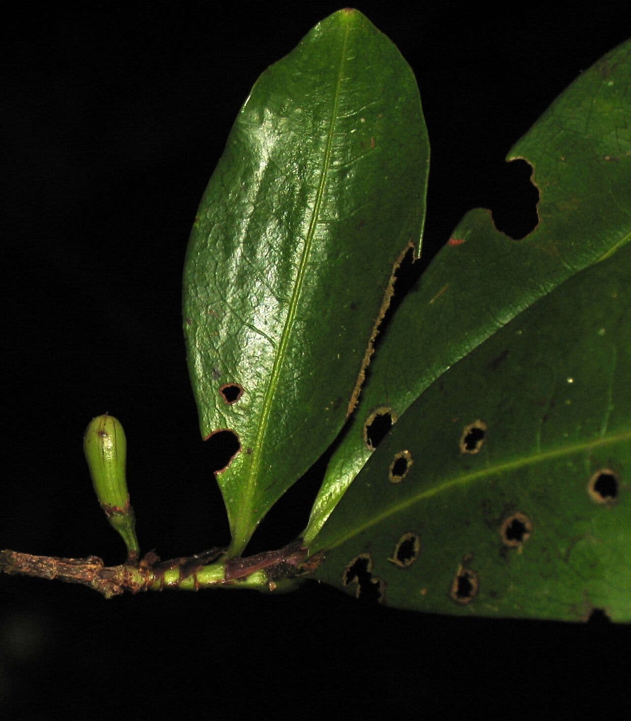 Erythroxylum
