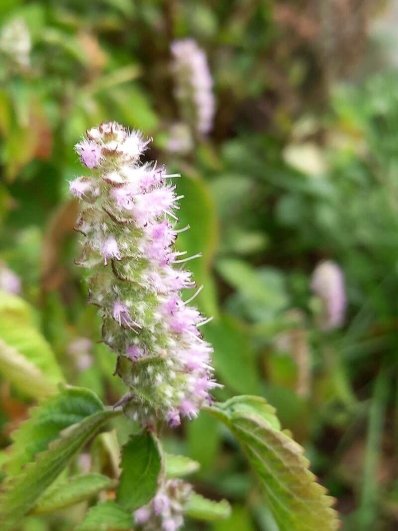 Brestovec kalinolistý 6