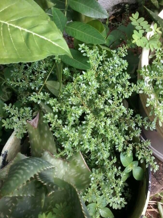 Pilea microphylla 15
