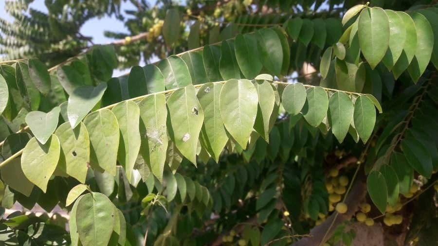Phyllanthus 19