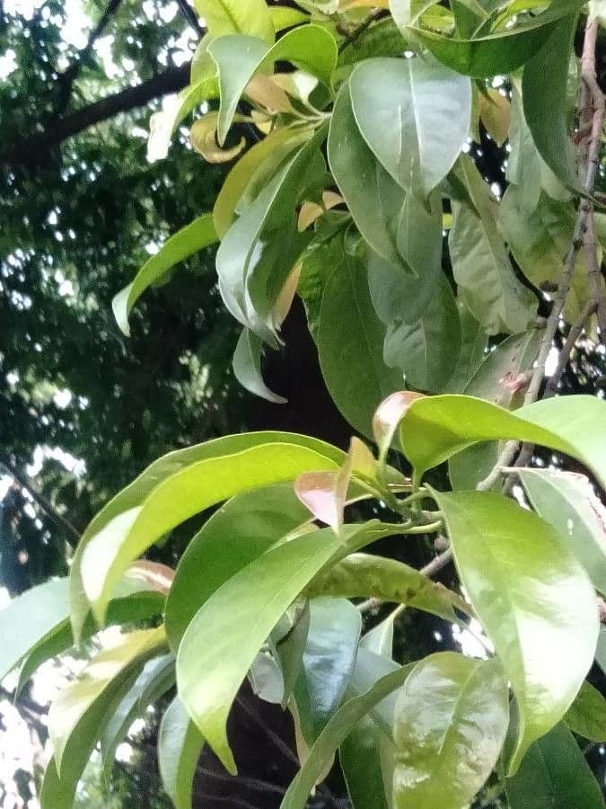 Garcinia 3