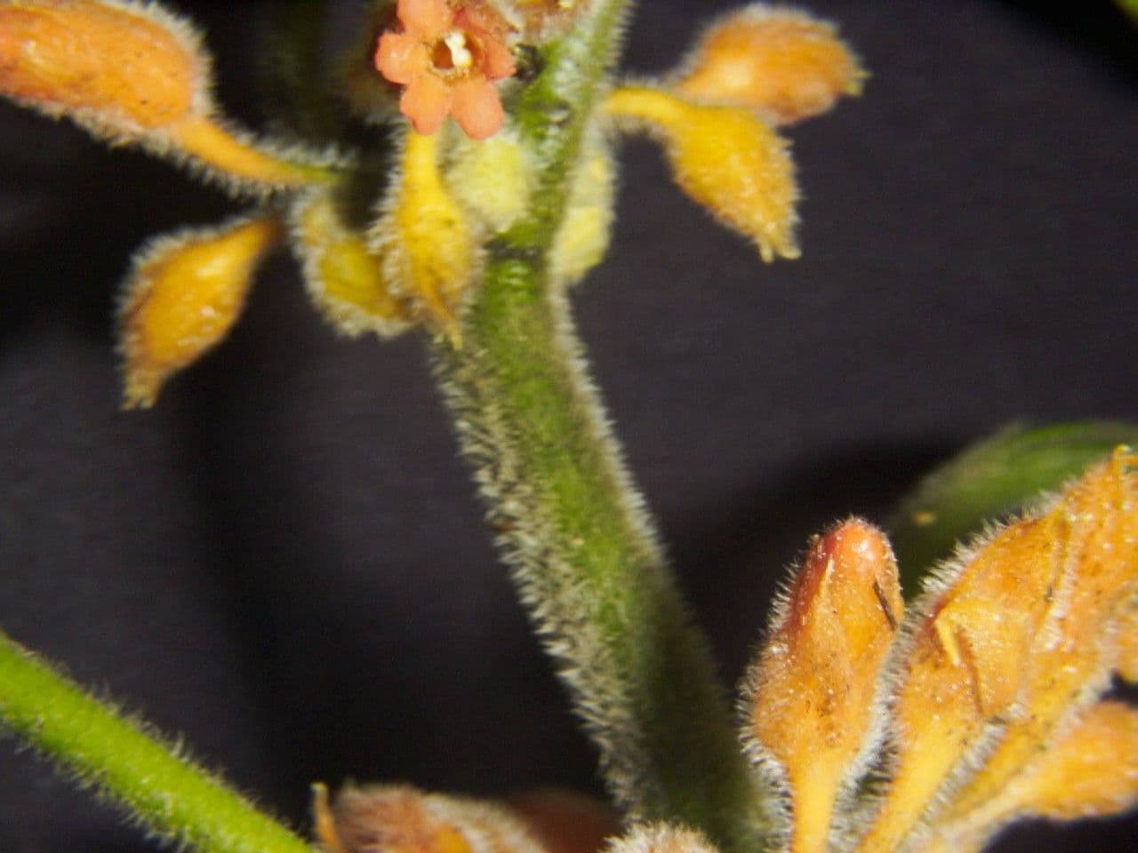 Besleria 3