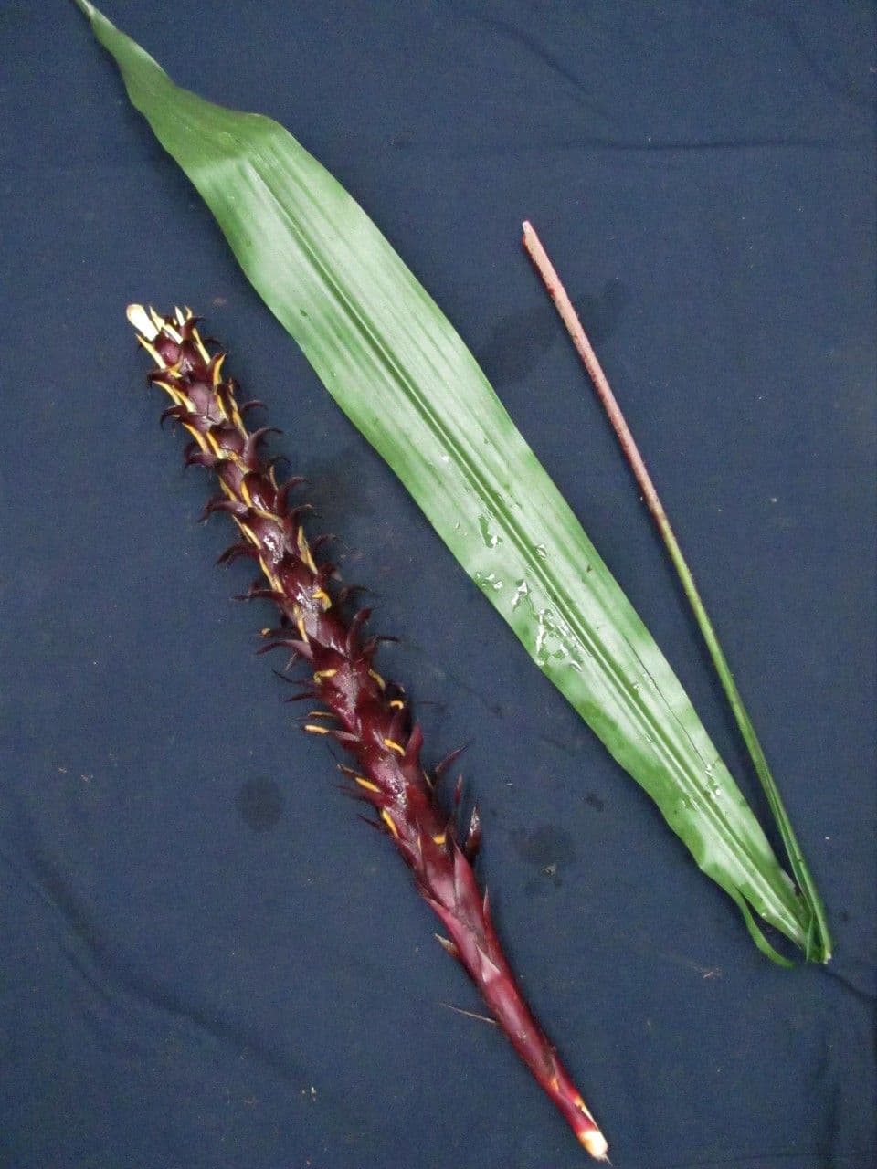 Überlappende Pitcairnia 10