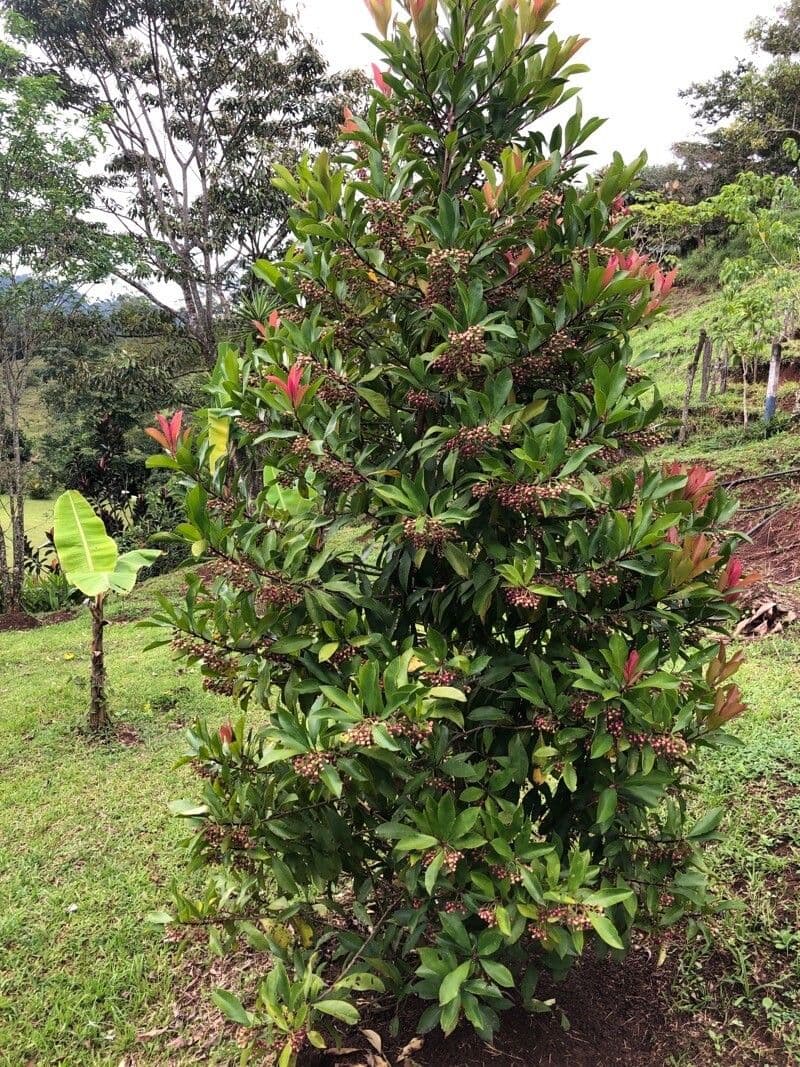 Ardisia eliptická 11