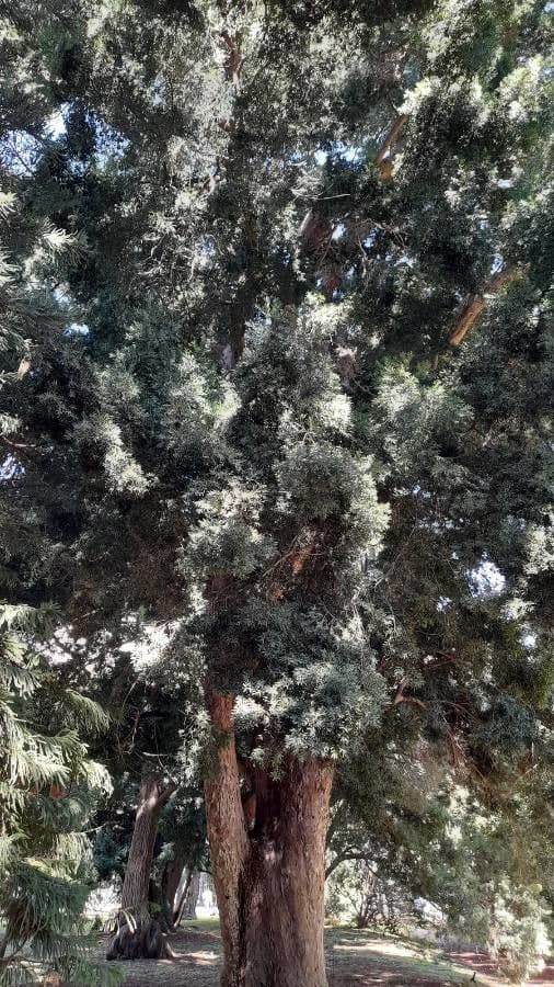 Afrocarpus falcatus 3