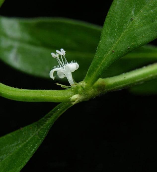 Spermacoce ocymifolia 11