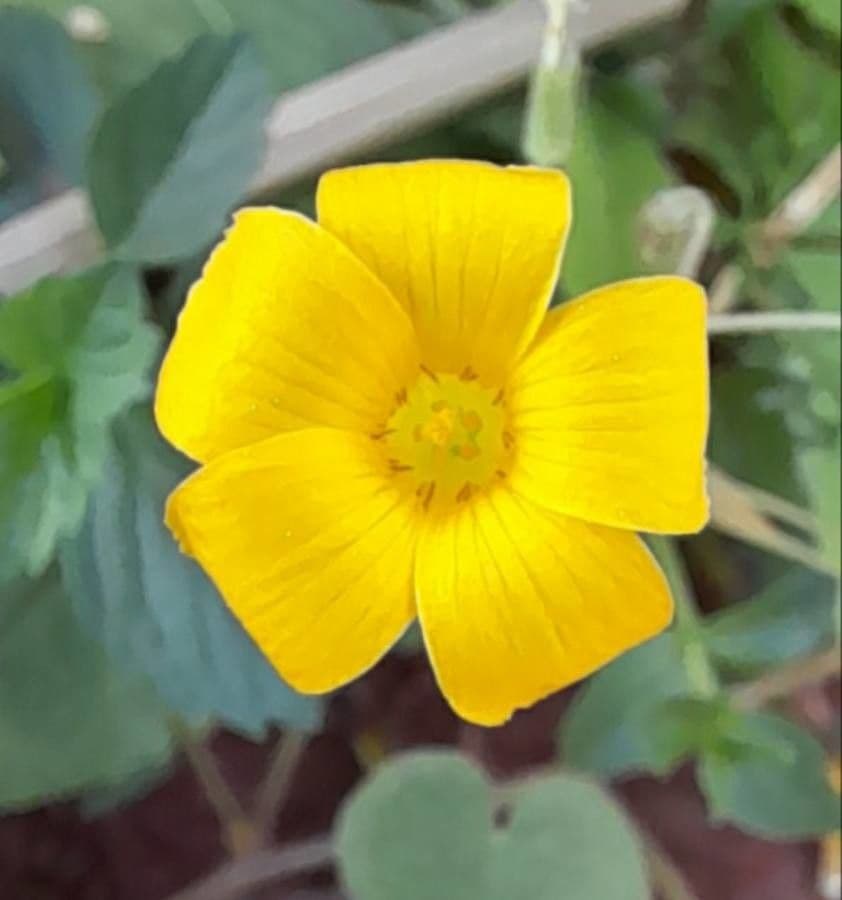 Oxalis conorrhiza 3