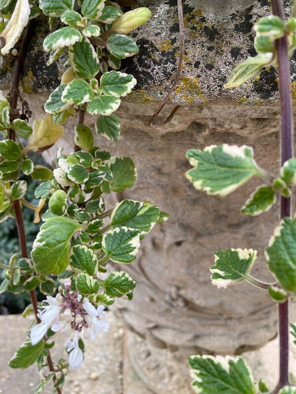 Plectranthus
