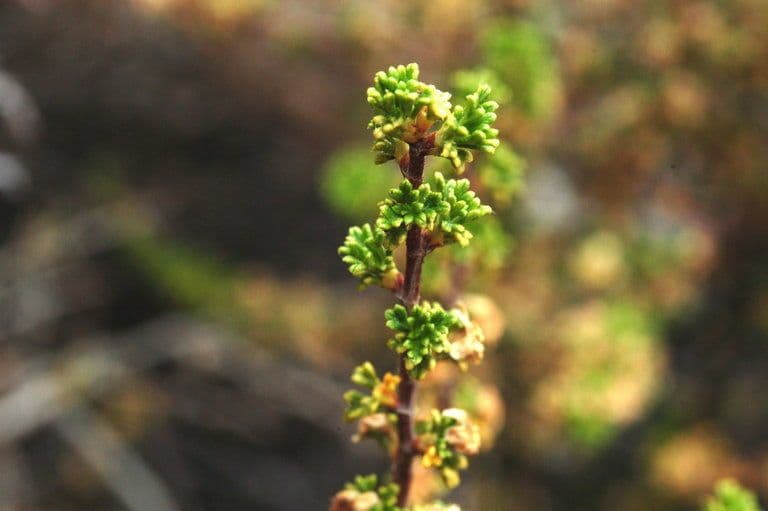 Purshia tridentata 2