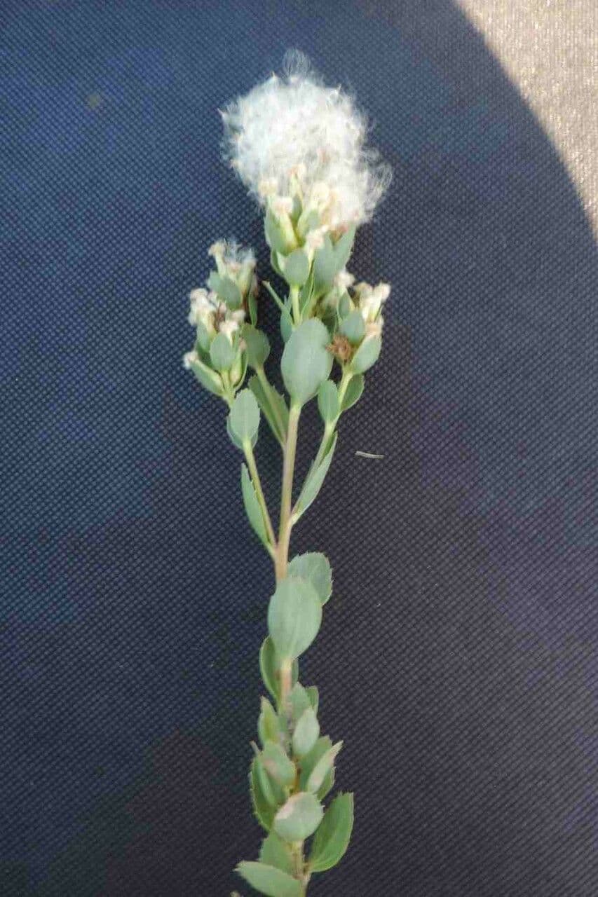 Baccharis 8