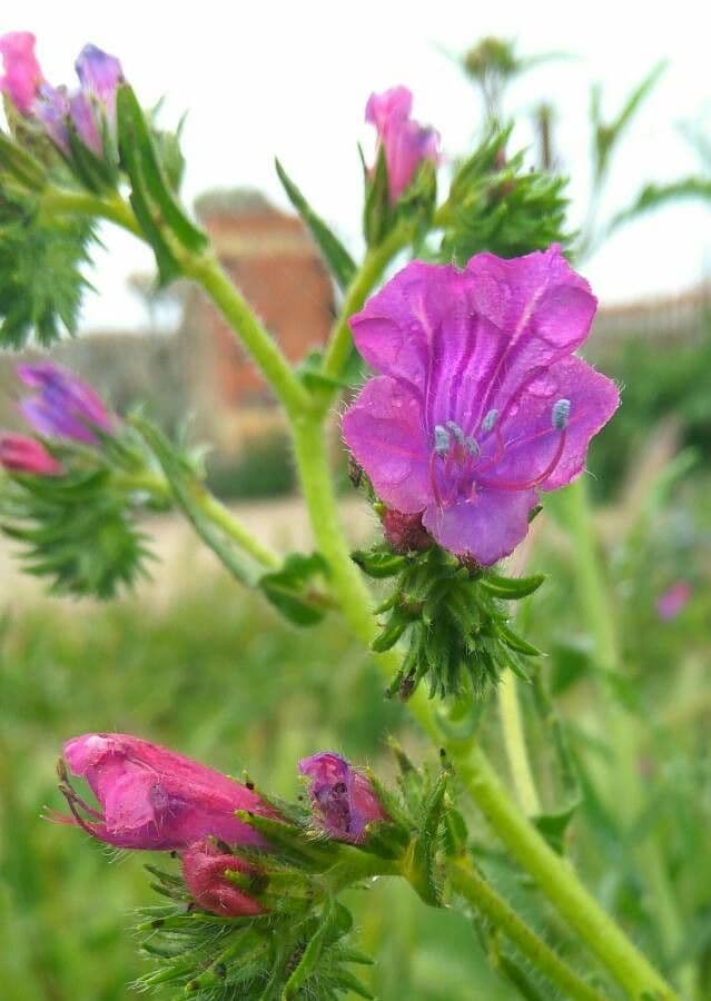 Flor morada 7
