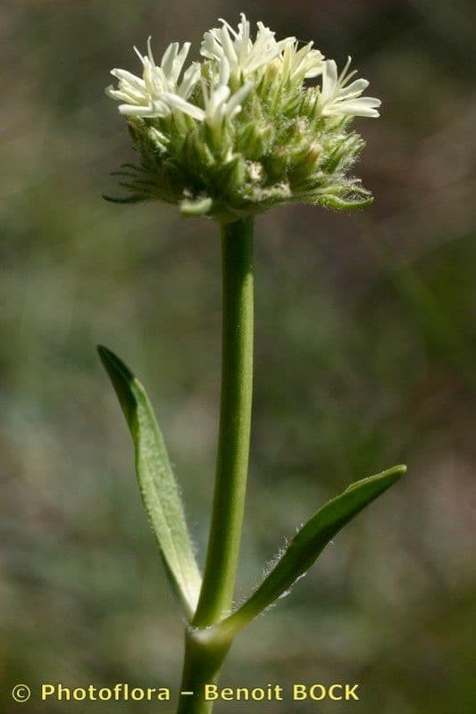 Saponaria bellidifolia 27