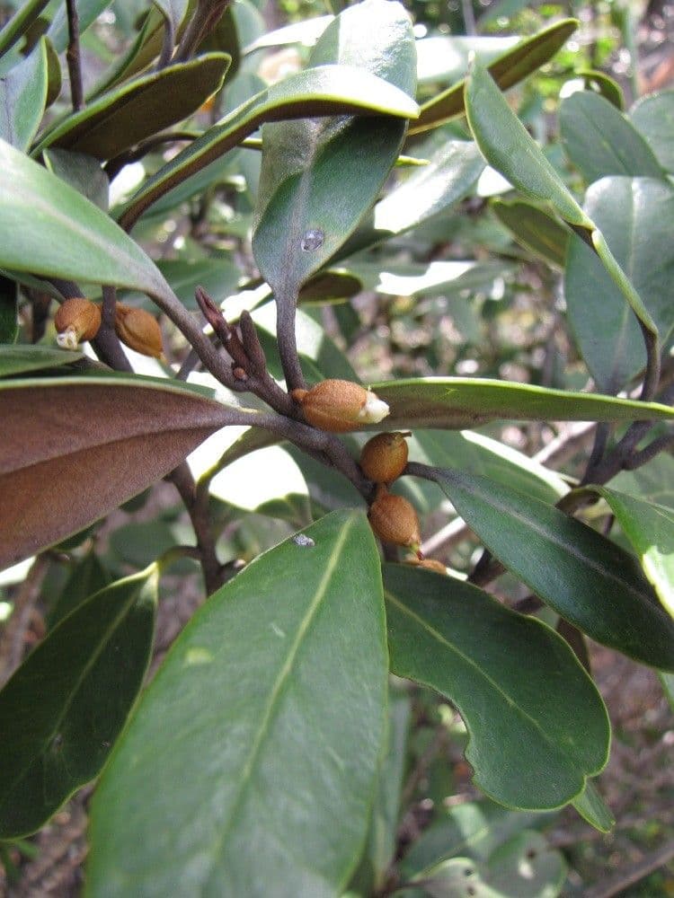 Planchonella 4